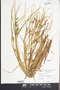 Carex grisea image