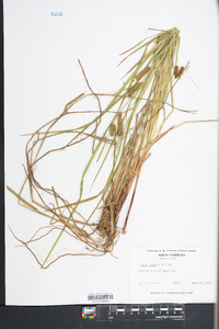 Carex baileyi image