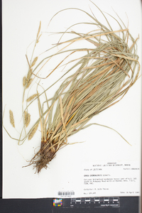 Carex cherokeensis image