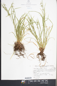 Carex collinsii image