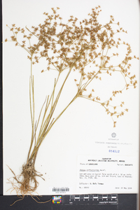 Juncus diffusissimus image