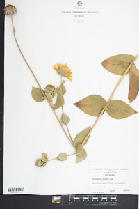 Helianthus mollis image