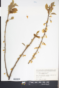 Halesia carolina image