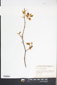 Halesia diptera image