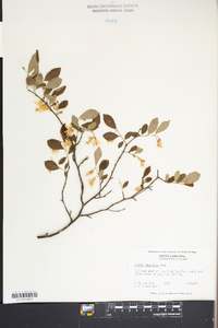 Styrax americanus image