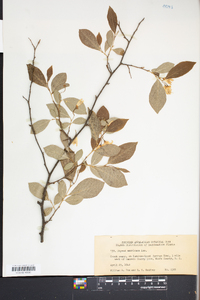 Styrax americanus image