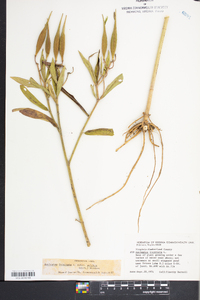 Asclepias incarnata subsp. pulchra image