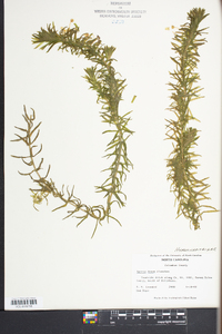 Elodea densa image