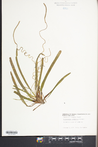 Vallisneria americana image