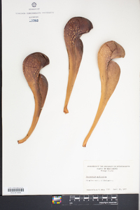 Sarracenia psittacina image