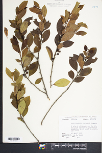 Ilex coriacea image