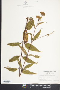 Helianthus microcephalus image