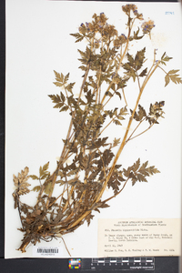 Phacelia bipinnatifida image