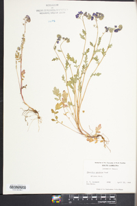 Phacelia maculata image