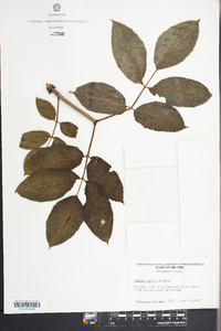 Sambucus racemosa subsp. racemosa image