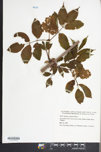 Sambucus racemosa subsp. racemosa image