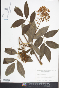 Sambucus racemosa subsp. racemosa image