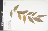 Leucothoe axillaris image
