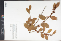 Lyonia lucida image