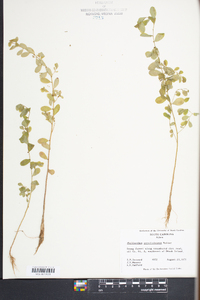 Phyllanthus caroliniensis image