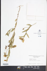 Crotalaria sagittalis image