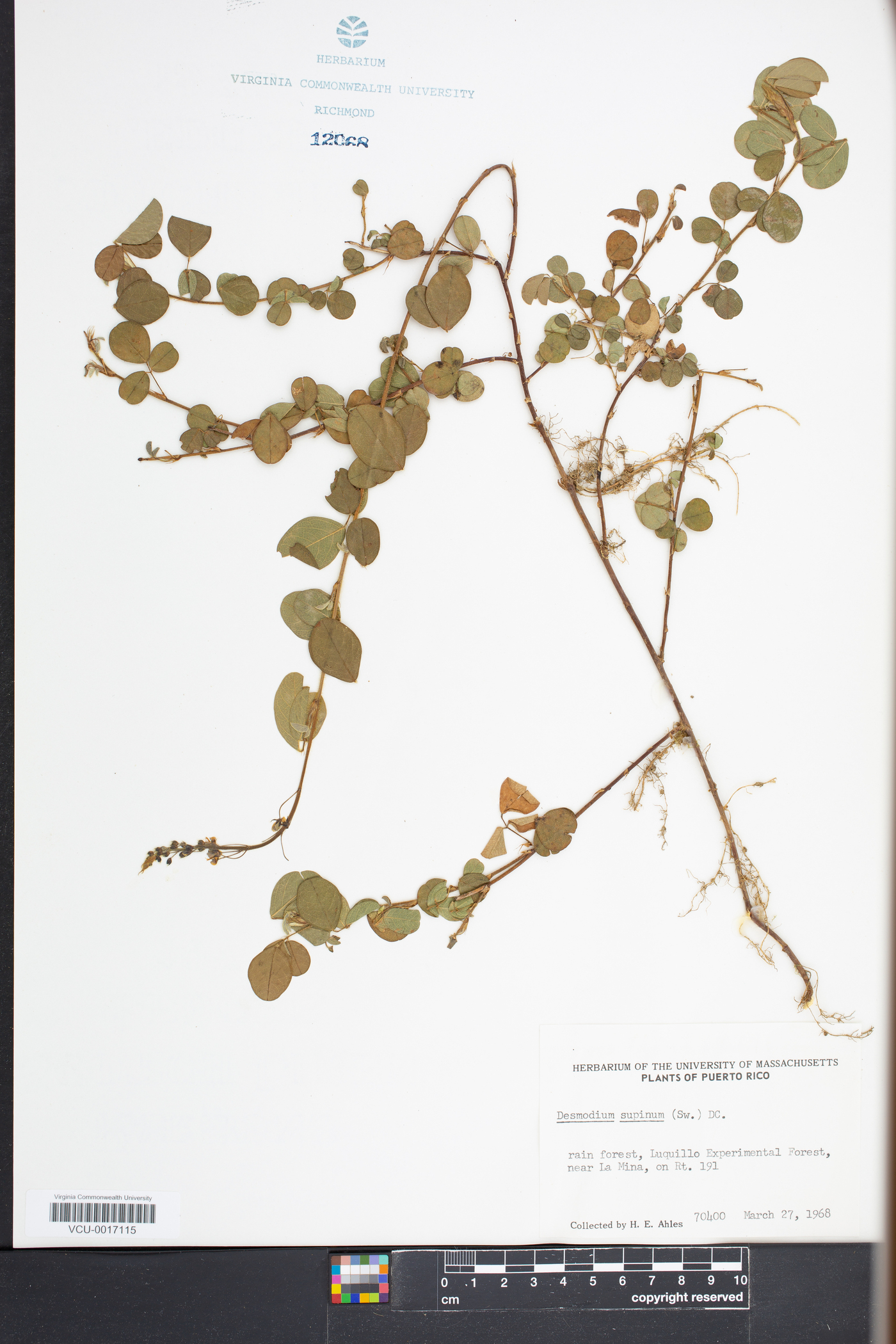 Desmodium incanum var. incanum image