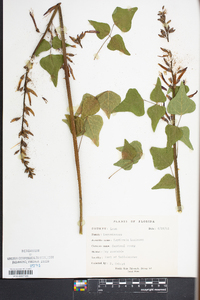 Erythrina herbacea image