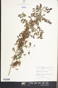 Indigofera suffruticosa image