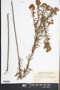 Lespedeza angustifolia image