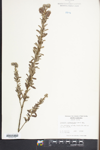 Lespedeza angustifolia image