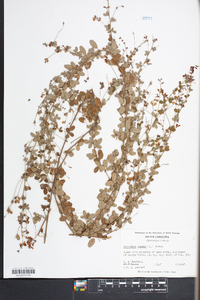 Lespedeza repens image