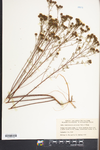 Petalostemon pinnatus image