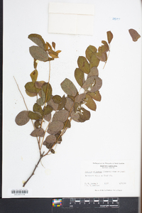 Robinia elliottii image