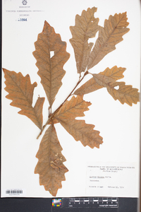 Quercus bicolor image