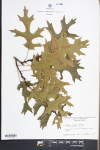 Quercus × fontana image