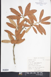 Quercus geminata image