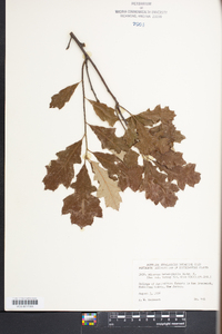 Quercus cerris image