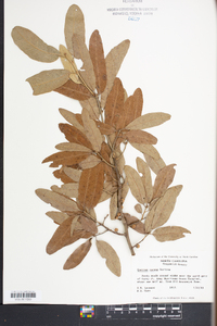 Quercus incana image