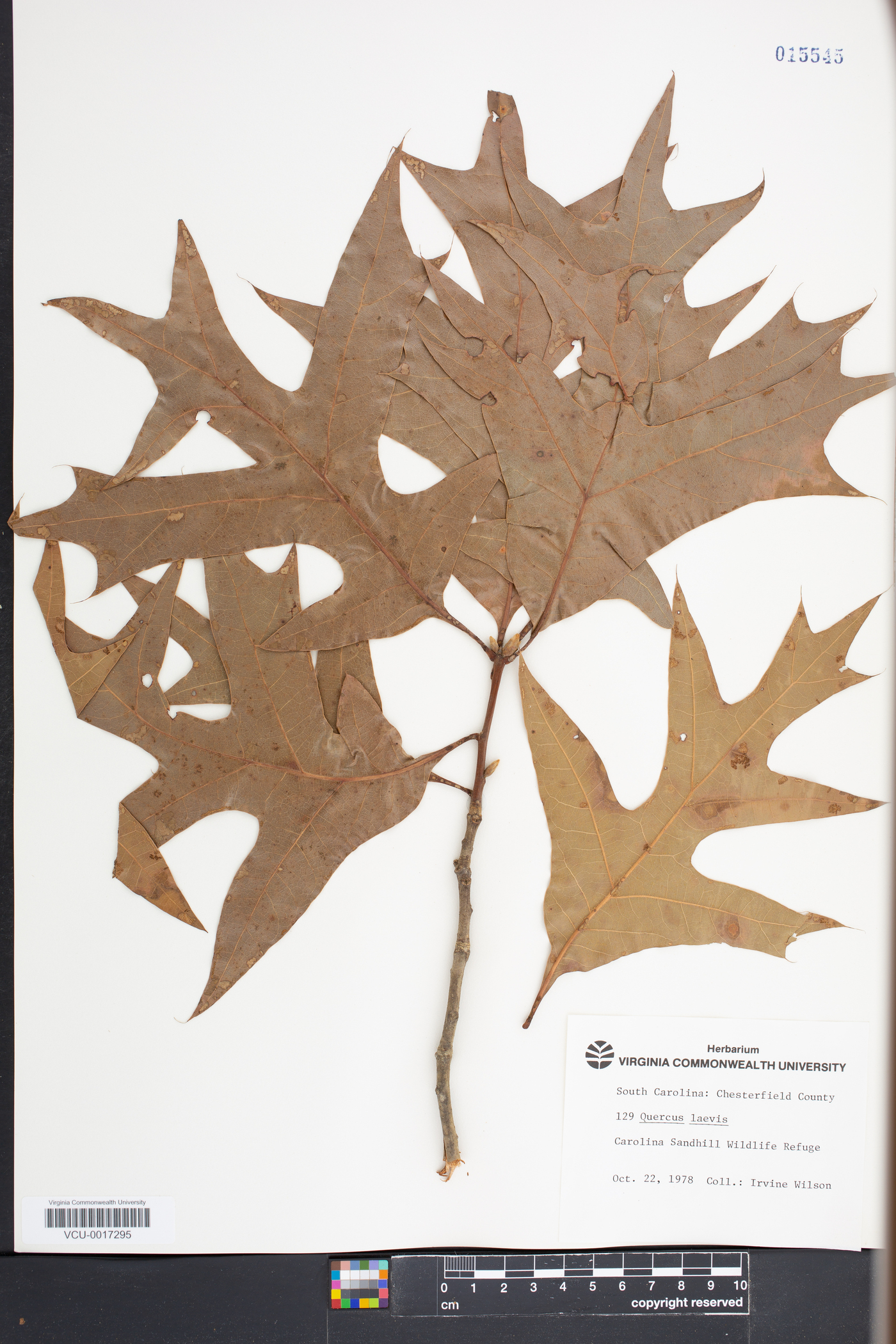 Quercus laevis image