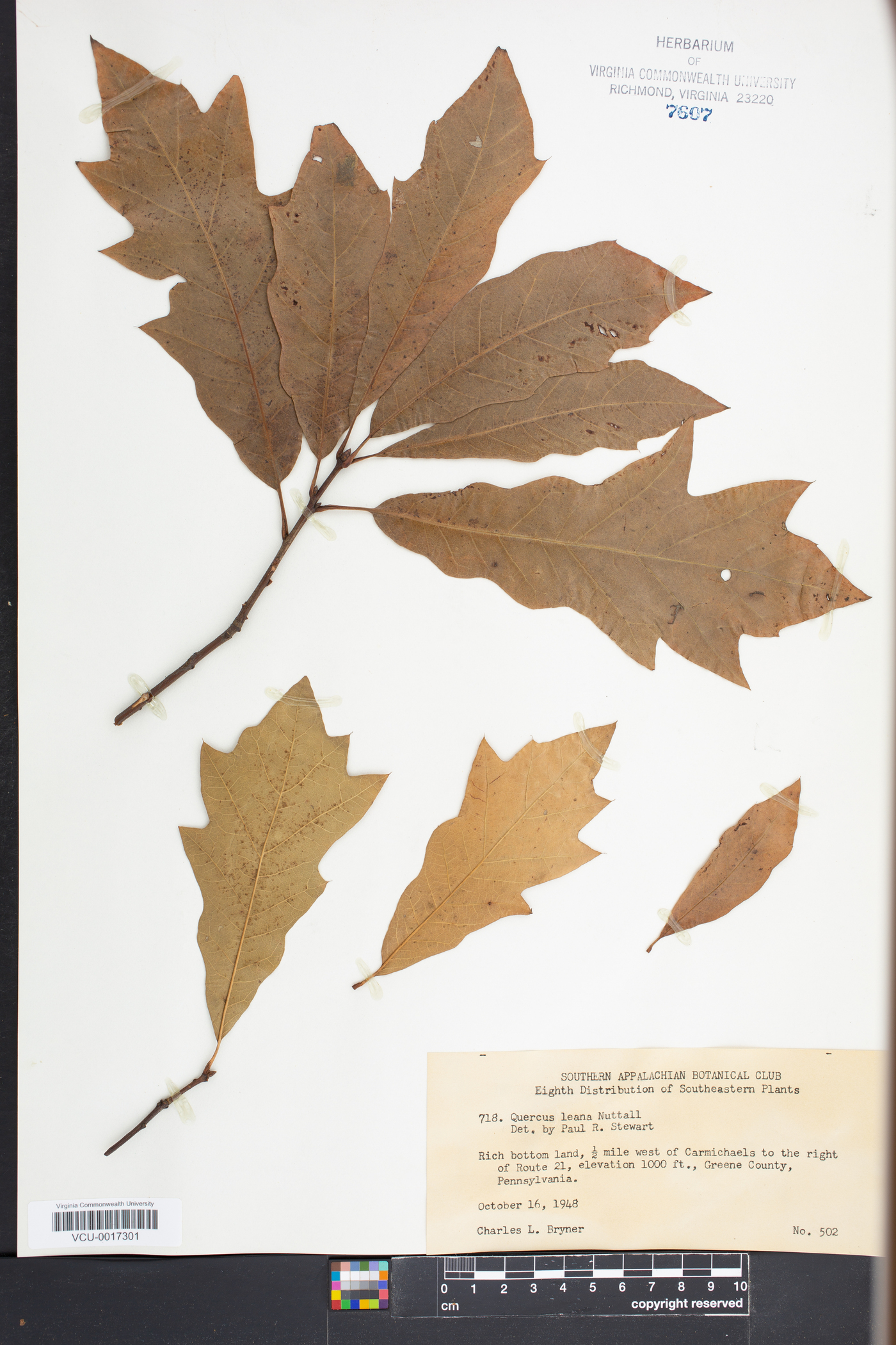 Quercus × leana image