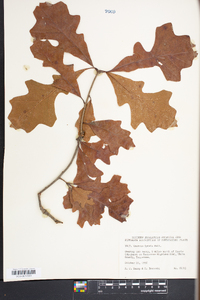 Quercus lyrata image