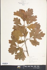 Quercus margaretta image