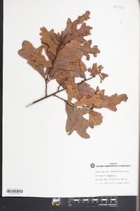 Quercus margaretta image