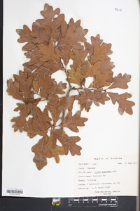 Quercus margaretta image