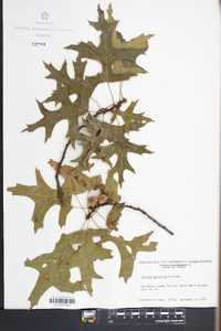 Quercus palustris image