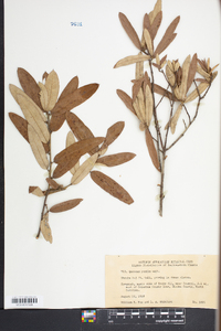 Quercus pumila image