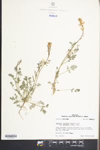 Corydalis micrantha subsp. australis image