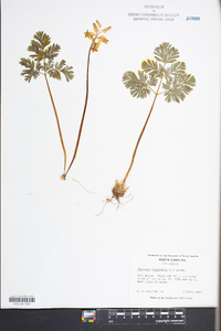 Dicentra cucullaria image