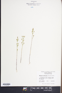 Bartonia paniculata image