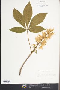 Aesculus glabra image